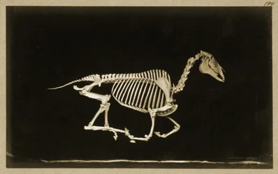 Skelett eines laufenden Pferdes